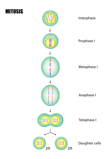 Tissues, Organs, and Systems of Living Th... Biology Diagrams
