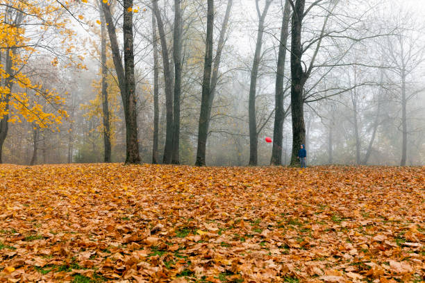 istock maple foliage in the autumn season 1285217861