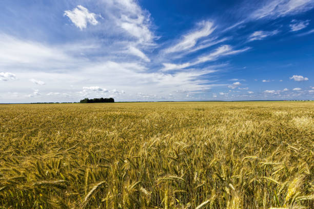 istock agricultural field in Europe 1285218183
