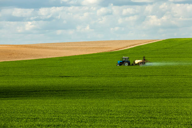 istock agricultural field where green rye grows 1285219158