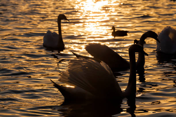 istock white Swan group, orange color 1285219249