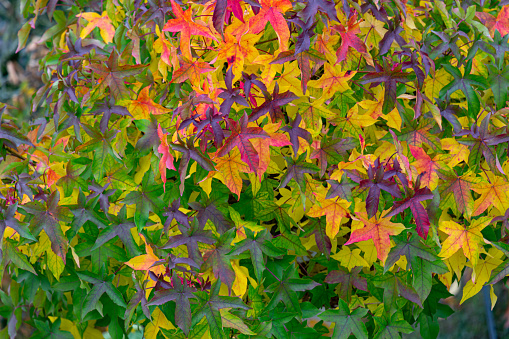 Green, yellow and red autumn leaves of an Amber tree (American sweetgum, Liquidambar styraciflua)