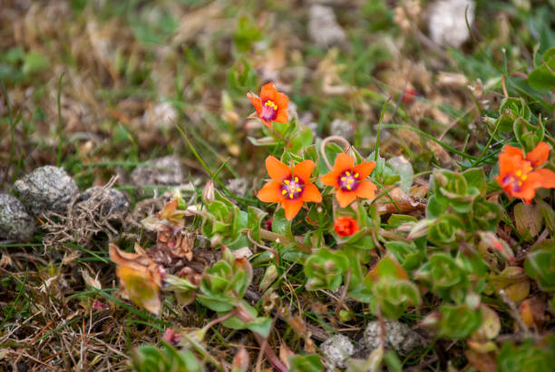 Scarlet Pimpernel (Anagallis arvensis) flowers