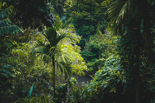 Deep tropical rainforest seen on the green lush paradise island of Bali, Indonesia.