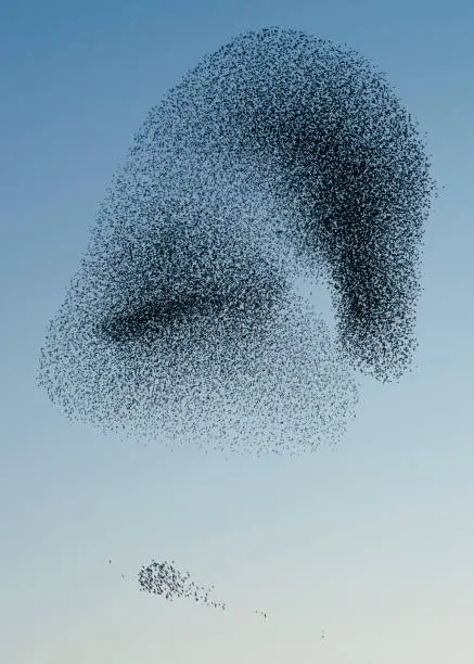 Beautiful large flock of starlings (Sturnus vulgaris), Geldermalsen in the Netherlands. During January and February, hundreds of thousands of starlings gathered in huge clouds.  Starling murmurations!