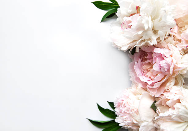 istock Peony flowers on a white background 1285223413