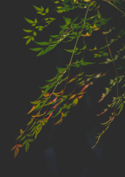 istock Nandina Domestica (Sacred Bamboo) 1285223869