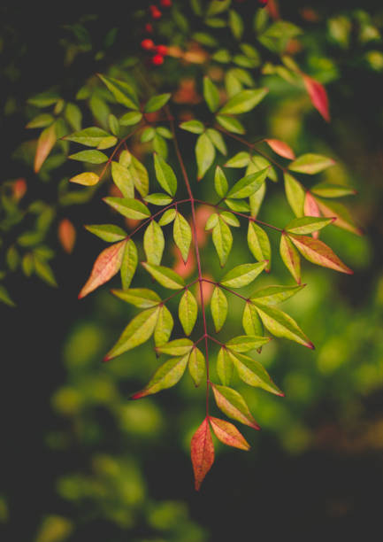 Nandina Domestica; heavenly bamboo or sacred bamboo, is a flowering plant originating from eastern Asia. Close-up of Nandina leaves and berries in Autumn.