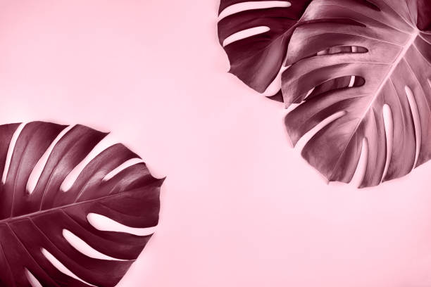 istock Three tropical jungle monstera leaves isolated on pink background. 1285224701