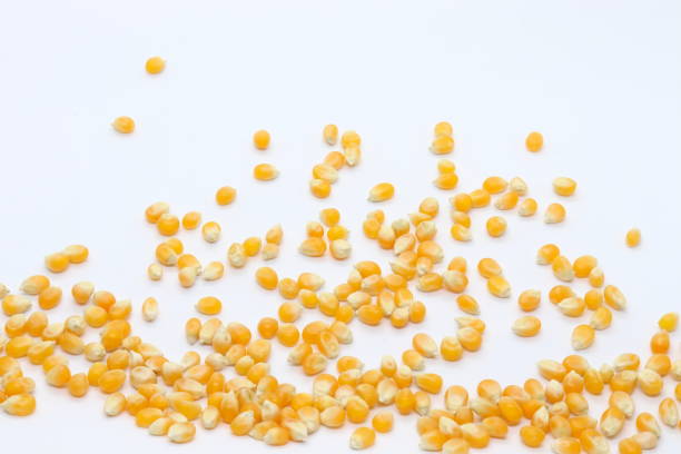 corn kernels with white background stock photo