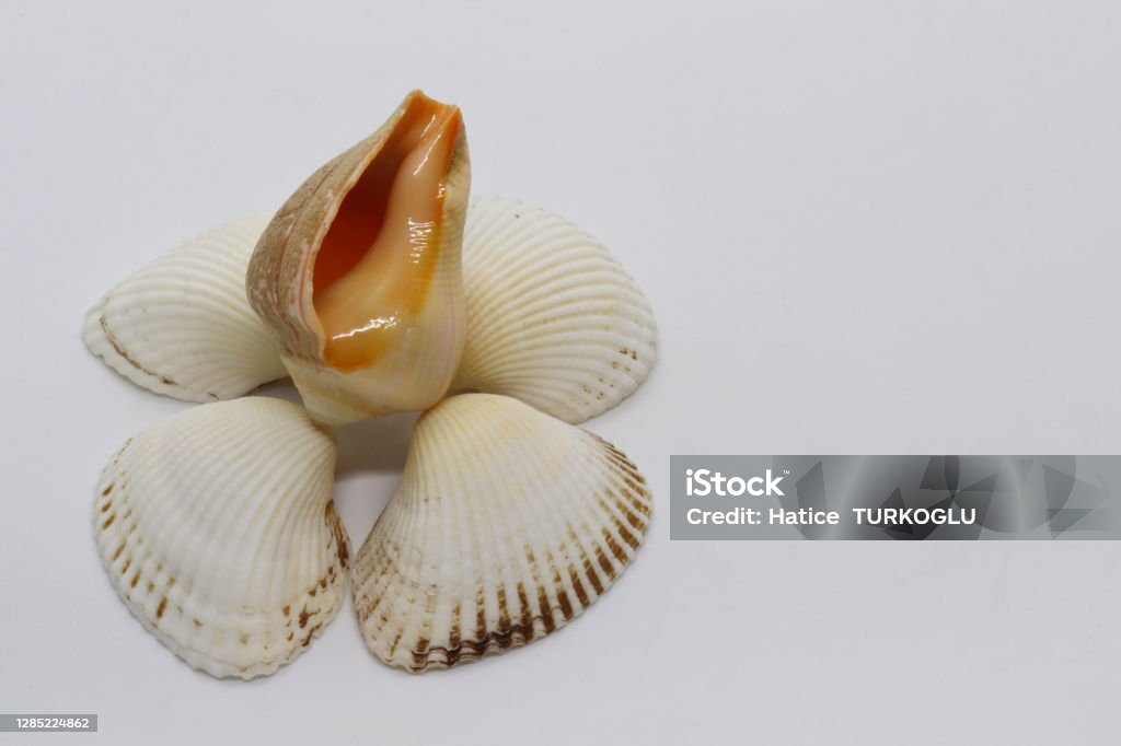 Composition With Shells Composition With Sea Shells Isolated On White Background Stock Photo ...