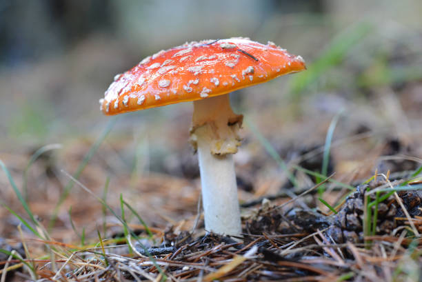 istock Amanita mushroom 1285225139