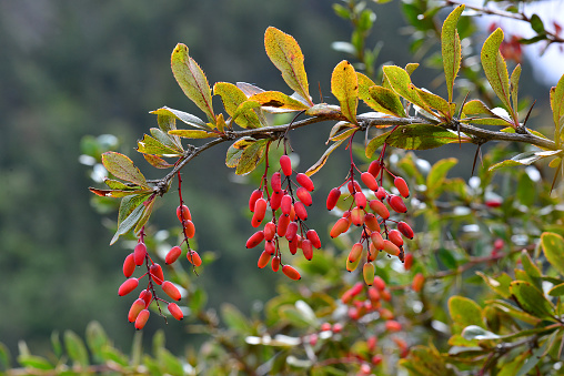 Barberry bush with red fruits, close-up. Caucasus Mountains