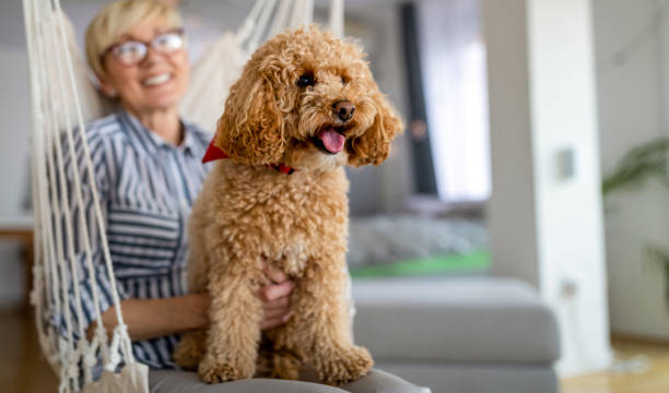 Little dog, poodle brown puppy at home with senior woman owner. Cute little dog, poodle brown puppy at home with his friend. poodle stock pictures, royalty-free photos & images