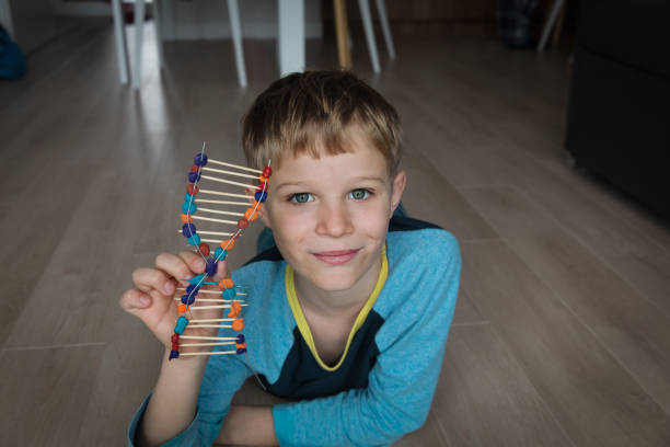 niño haciendo el modelo de adn a partir de palos y arcilla, ingeniería y stem - dna science child education fotografías e imágenes de stock