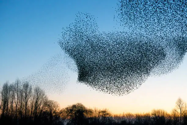 Photo of Beautiful large flock of starlings (Sturnus vulgaris), Geldermalsen in the Netherlands. During January and February, hundreds of thousands of starlings gathered in huge clouds.  Starling murmurations.