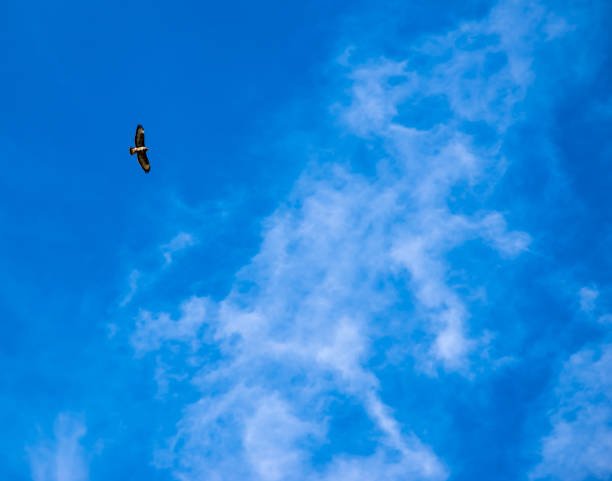 istock Buzzard in flight with wings outstretched under steel-blue sky 1285229182