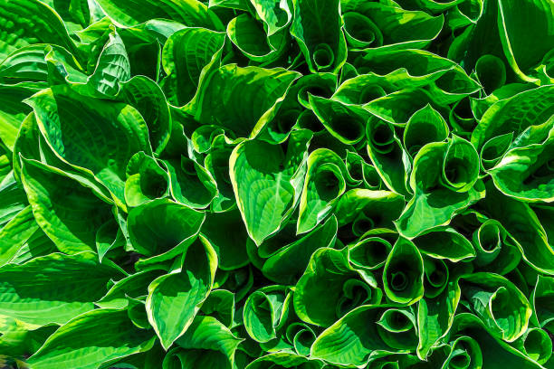 istock Natural background.  Botanical pattern with beautiful fresh green leaves for graphic design and wallpaper. Top view. 1285229978
