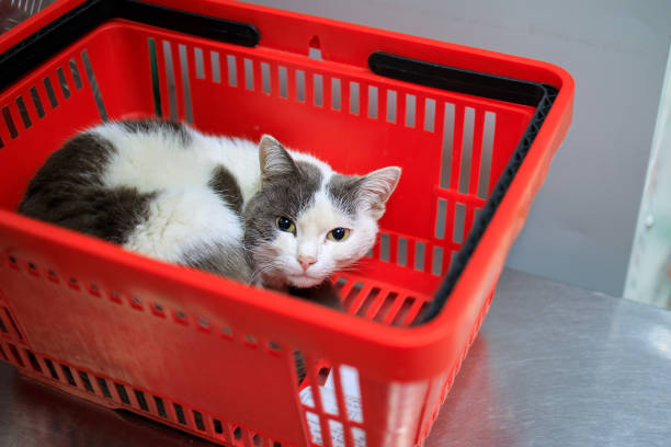istock the cat sleeps in the shopping basket 1285230053