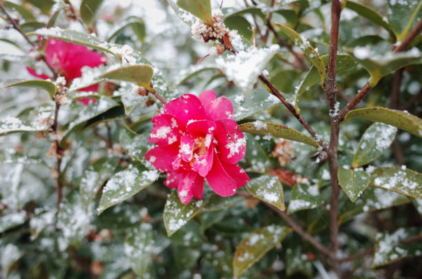 White snow on the camellia flowers blooming at the end of the branches