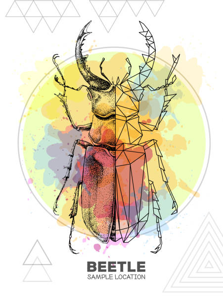 Realistic hand drawing and polygonal stag beetle on watercolor background. Artistic Bug. Entomological vector illustration Realistic hand drawing and polygonal stag beetle on watercolor background. Artistic Bug. Entomological vector illustration ground beetle stock illustrations