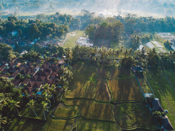 istock High Angle View Of Trees Growing On Field 1285231703