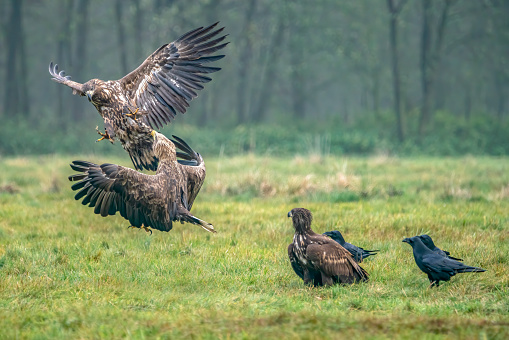 A pair of battling White tailed eagles (Haliaeetus albicilla) appear to be performing karate mid-air. Poland, europe. Fighting eagles. National Bird Poland!