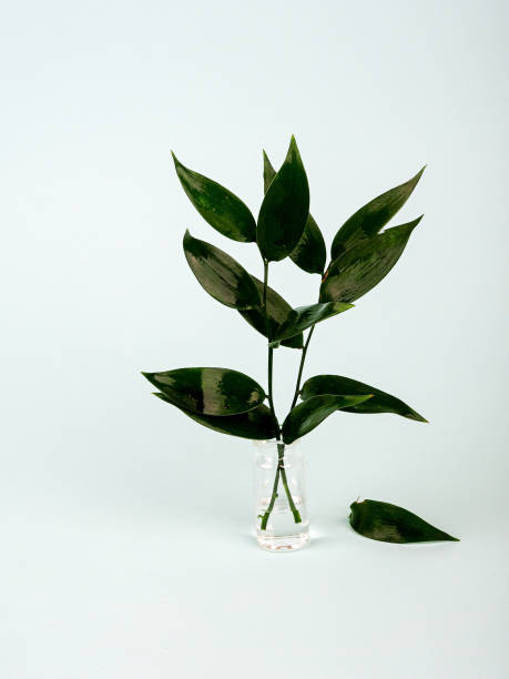 istock green plant branches in a glass bottle on a blue background 1285234044