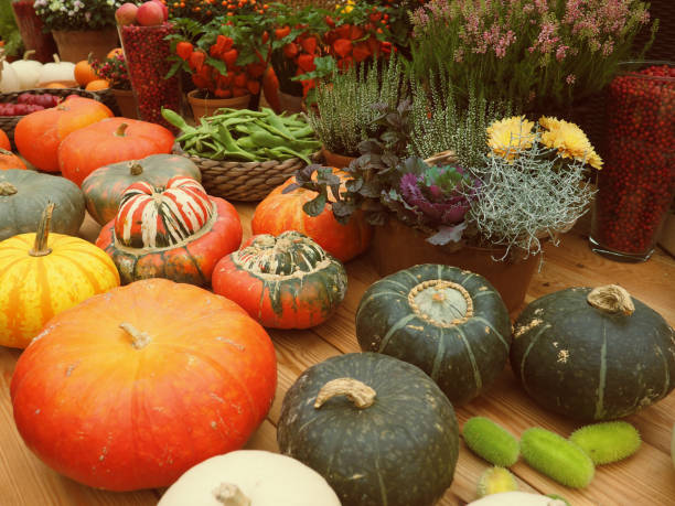 istock the harvest, autumn pumpkin different lifestyle 1285235533