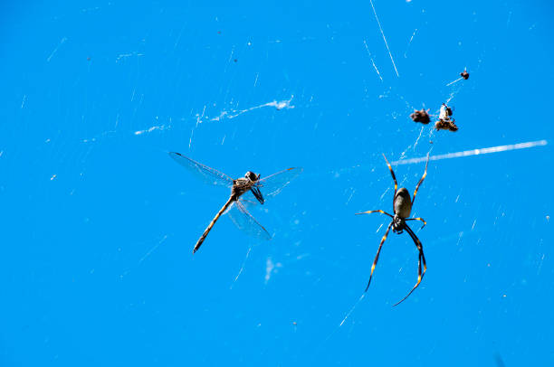 istock Orb spider with dragonfly in spider web against a blue sky 1285235825