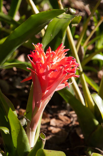 istock Red flower of a bromeliad plant 1285236702