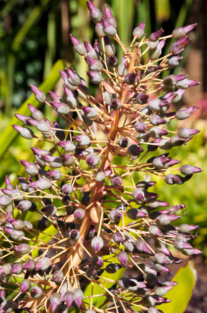 istock Flower stem with grey and purple buds of a bromeliad 1285236722