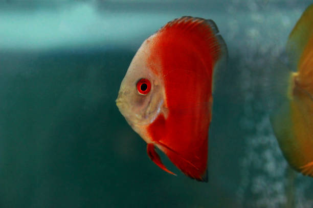 Red Marlboro Discus fish - (Symphysodon sp.) Red Marlboro Discus fish - (Symphysodon sp.) pompadour fish stock pictures, royalty-free photos & images
