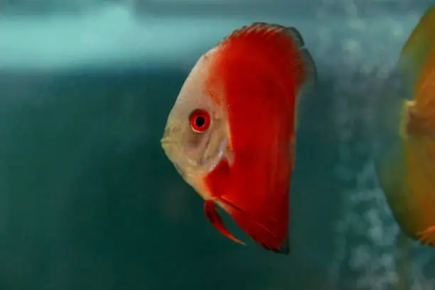 Red Marlboro Discus fish - (Symphysodon sp.)