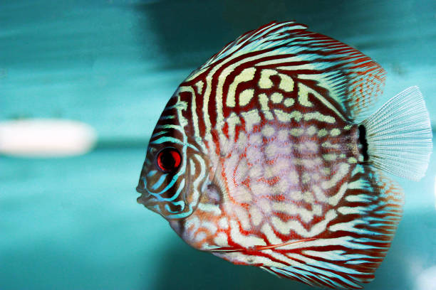 Pigeon Blood Discus Fish - (Symphysodon sp.) Pigeon Blood Discus Fish - (Symphysodon sp.) red pigeon blood discus stock pictures, royalty-free photos & images
