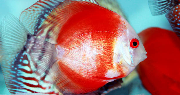 Red Marlboro Discus fish - (Symphysodon sp.) Red Marlboro Discus fish - (Symphysodon sp.) pompadour fish stock pictures, royalty-free photos & images