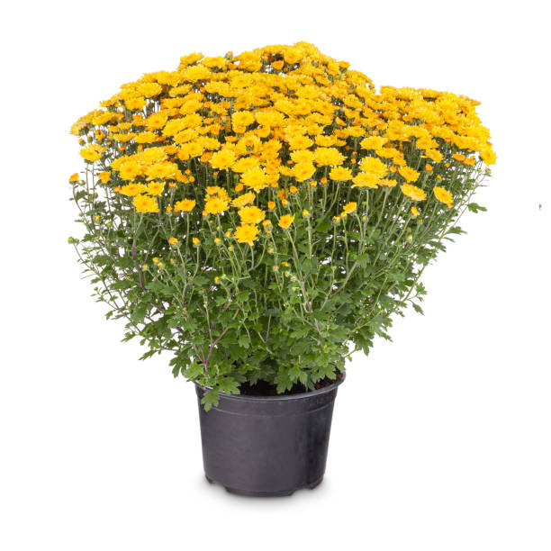 istock Yellow chrysanthemum multiflora flowers 1285237745