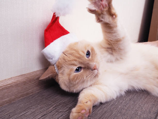 istock white cat in a Christmas hat, funny cat, Christmas concept 1285237865