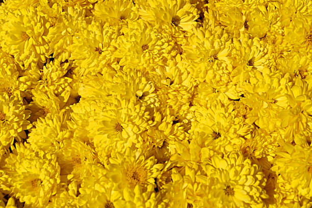 istock yellow chrysanthemum flower texture for background close up 1285238433