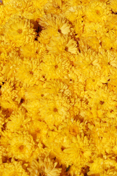 istock yellow chrysanthemum flower vertical texture for background 1285238441