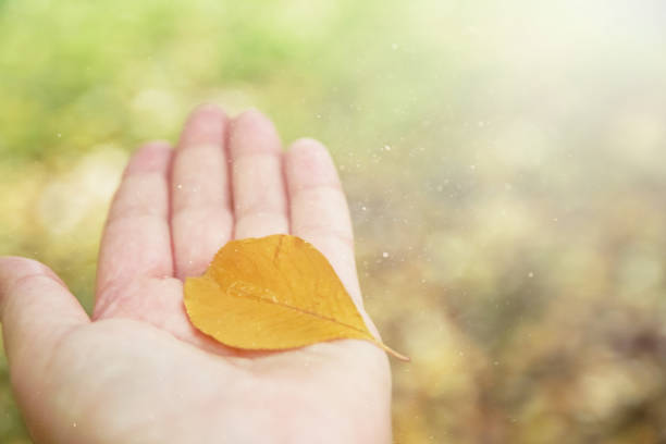 istock Close up of hand holding a autumn leaf. The background 1285240533
