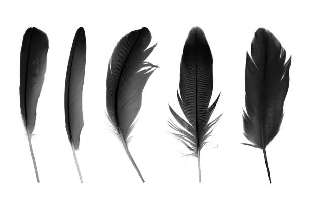 istock Beautiful collection black feather isolated on white background 1285241964