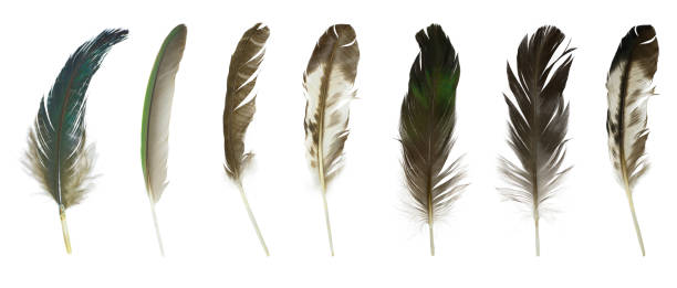 istock Beautiful collection feather isolated on white background 1285243240