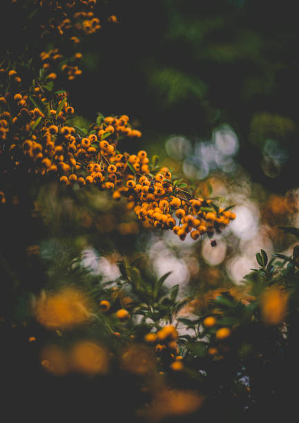 istock Cotoneaster Salicifolius Exburiensis 1285243600