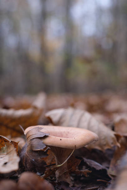 istock mushrooms of an undergrowth 1285244764