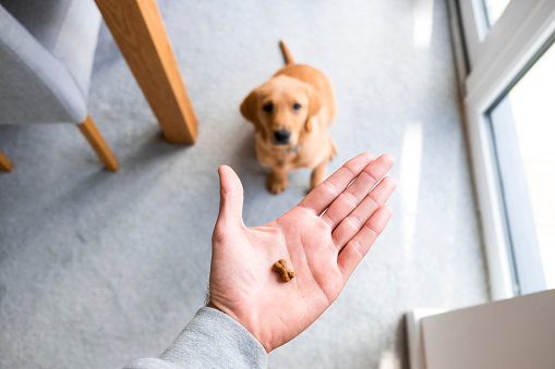 A point of view shot of an unrecognisable man holding a dog treat and looking down at a Fox Red Labrador Retriever puppy sitting and looking up at the man.