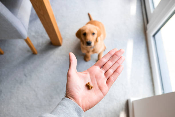 Treat Time A point of view shot of an unrecognisable man holding a dog treat and looking down at a Fox Red Labrador Retriever puppy sitting and looking up at the man. fox licking lips stock pictures, royalty-free photos & images