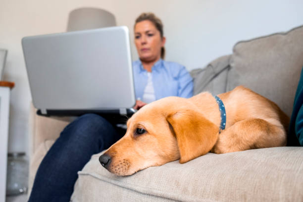 istock Woman Working From Home With Her Puppy 1285244914