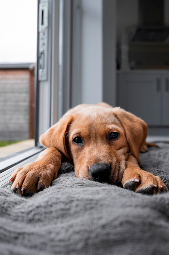 A low angle shot of a Fox Red Labrador puppy. He is lying down in his home and looking at the camera.