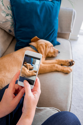 A point of view shot of a woman taking a photo on her smart phone of her fox red Labrador retriever taking a nap on the sofa.